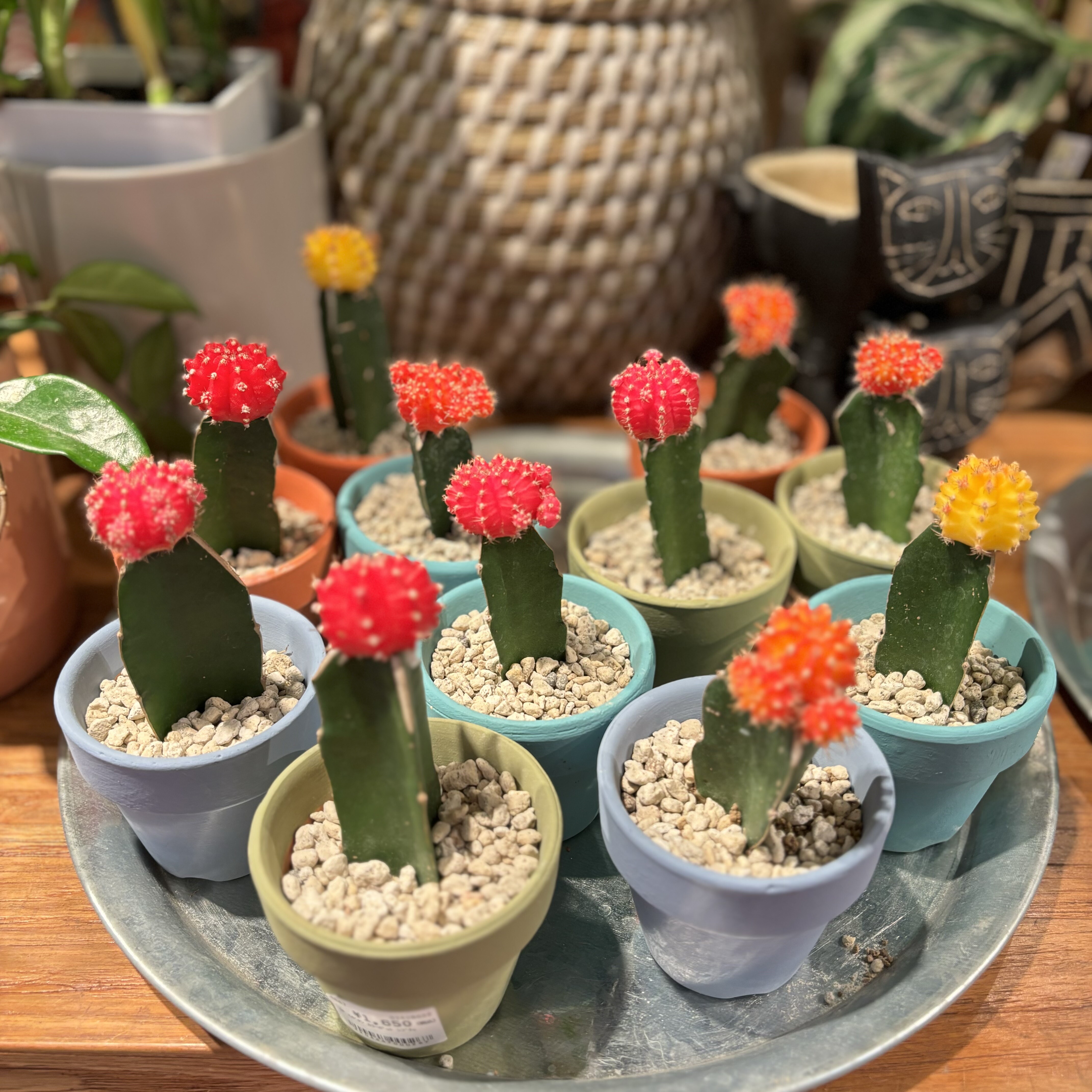 ミニサボテン入荷しました！ | ショップニュース | 武蔵小杉東急スクエア