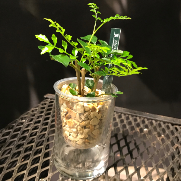 お洒落な観葉植物が届きました🌿