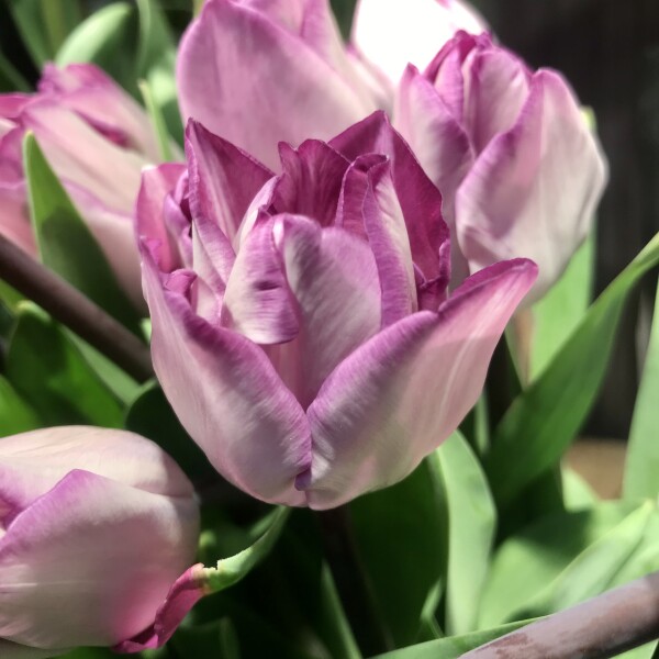 チューリップフェア開催中🌷