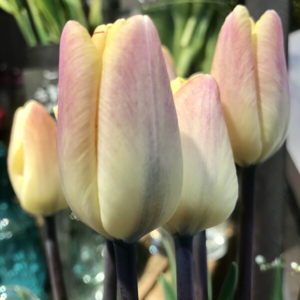 チューリップフェア開催中🌷