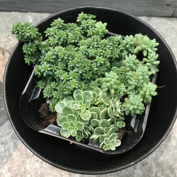 セダムの鉢が届きました🌿
