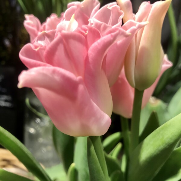 チューリップフェア開催中🌷