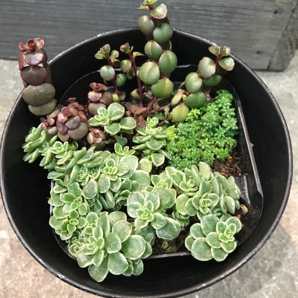 セダムの鉢が届きました🌿