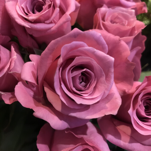 バラが届きました🌹